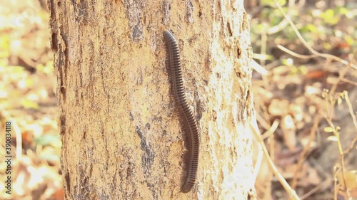 Millipede Spirostreptida, Parilis from the coastal rainforest of Thailand. February
 photo