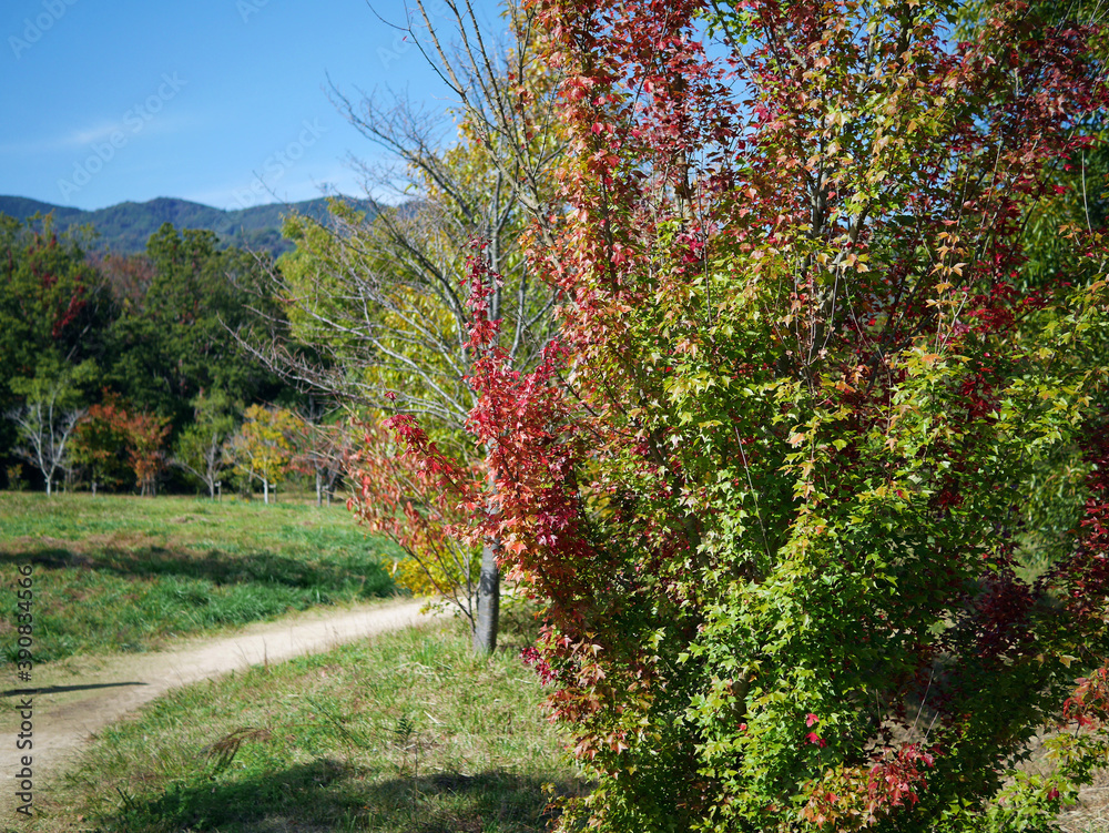 Red and green Trident maple tree leaves and path