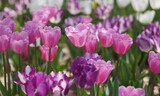 Beautiful pink and purple tulips in a garden