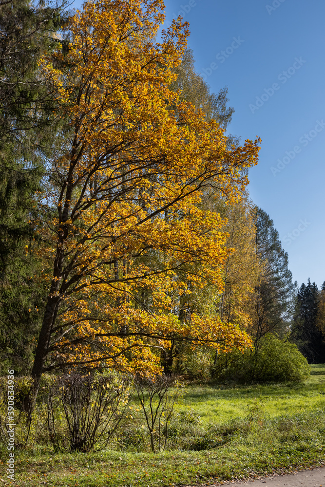 Naklejka premium The oak is covered with yellow leaves. Golden autumn.
