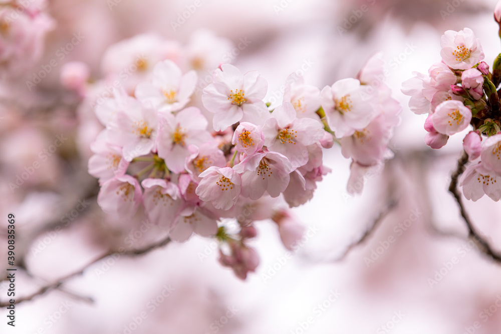 桜の花びら 桜の花びら