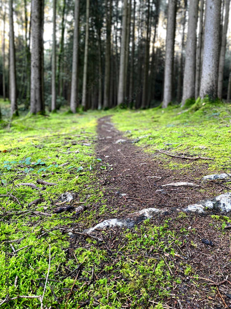Fototapeta premium wohin der Weg dich führt, wirst du sehen, wenn du ihn gehst.