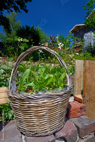 Urban Gardening photo