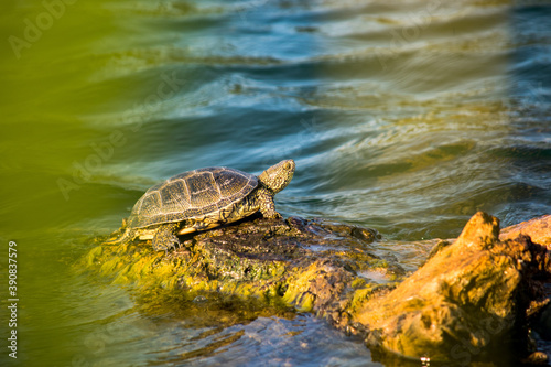 turtle on the water