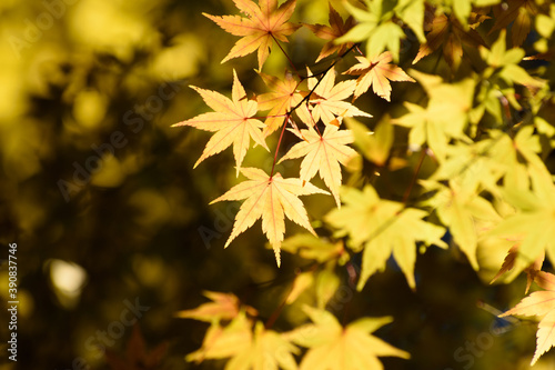 多聞院（埼玉県）の紅葉