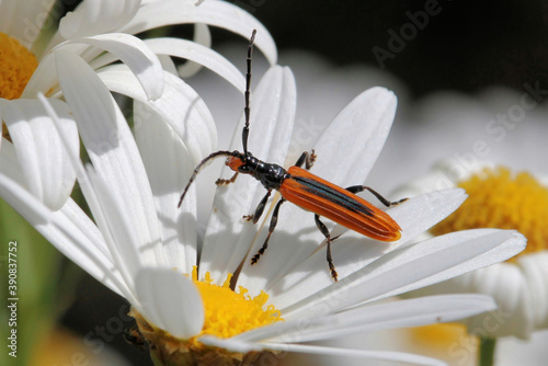 Stinking Longicorn Beetle (Stenoderus suturalis), South Australia photo