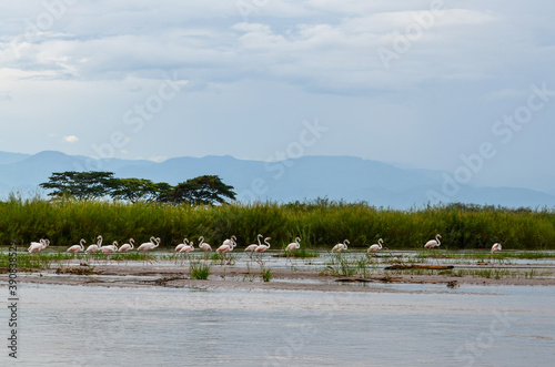 Flamingos standing in shallow water in the Rusizi River in the Rusizi Nature Reserve outside Bujumbura, Burundi