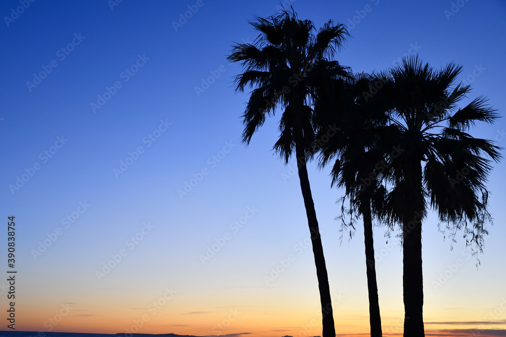 Palm trees in silhouette on the seafront promenade in Nice, France, at sunset