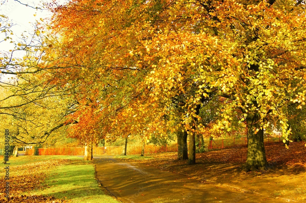 autumn trees in the park autumn trees in the park