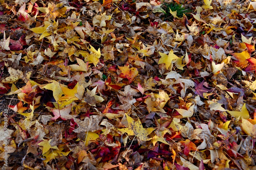 Tapis de feuilles Tapis de feuilles