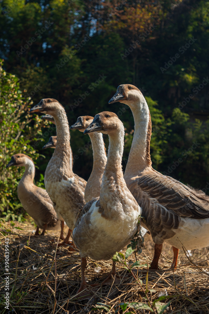many ducks stand together under sunlight many ducks stand together under sunlight