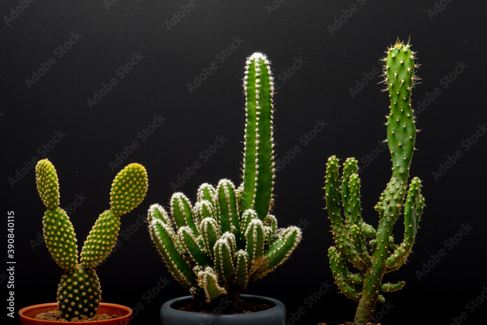 cactus garden desert cactus garden desert