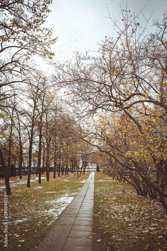 Autumn alley of trees © Mariia