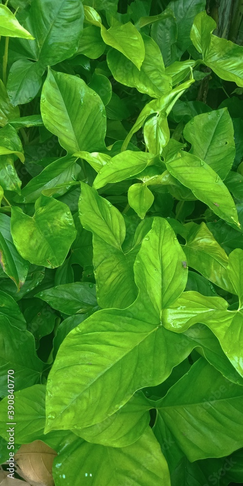 green leaves background green leaves background