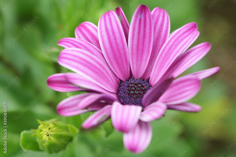 Fototapeta premium オステオスペルマム