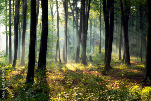 Fototapeta Naklejka Na Ścianę i Meble -  Beautiful sunny morning in magic forest