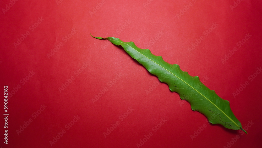 Naklejka premium Green leaf on red background.