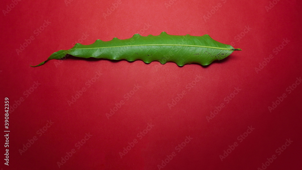 Naklejka premium Green leaf on red background.
