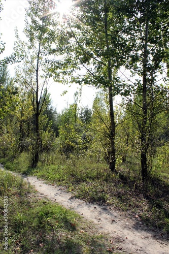Wallpaper Mural A path in a green deciduous forest on a clear summer day Torontodigital.ca