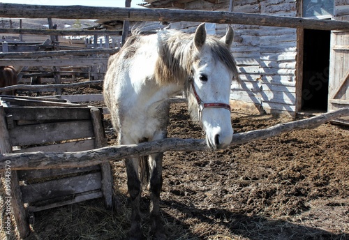 Wallpaper Mural A white horse in a paddock on a Sunny day Torontodigital.ca