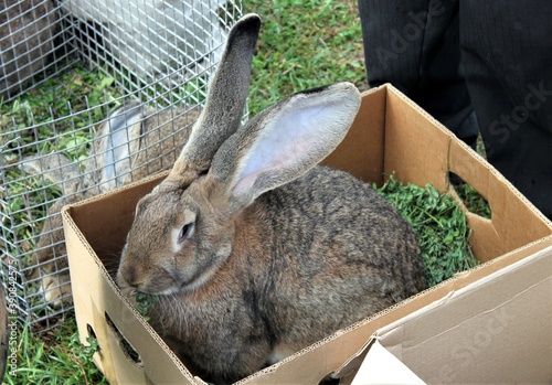 Wallpaper Mural A large brown rabbit sits in a box at an animal show Torontodigital.ca