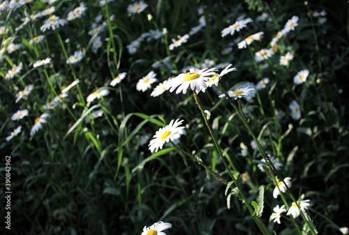Wallpaper Mural Blooming camomiles in the sun Torontodigital.ca