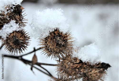 Wallpaper Mural Dry flowers under the snow in the winter forest Torontodigital.ca