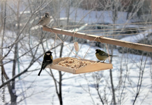Wallpaper Mural Sparrow and tit eat from the feeder on a Sunny winter day Torontodigital.ca