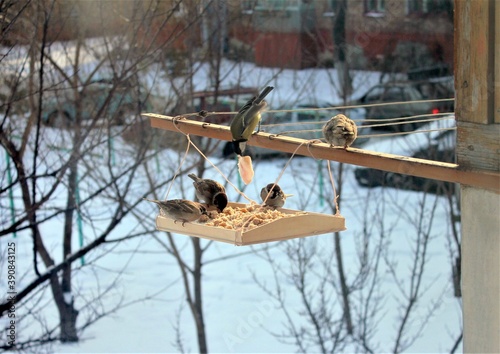 Wallpaper Mural Sparrow and tit eat from the feeder on a Sunny winter day Torontodigital.ca