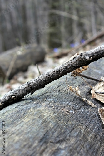 Wallpaper Mural A fallen tree in the forest in early spring Torontodigital.ca