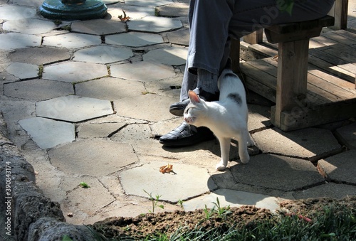 Wallpaper Mural Cute kitten stands at the feet of a sitting man Torontodigital.ca