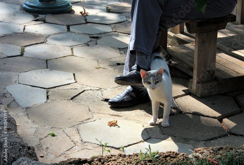 Wallpaper Mural Cute kitten stands at the feet of a sitting man Torontodigital.ca