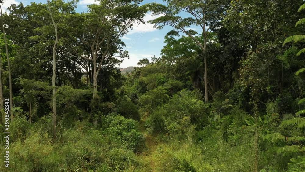 Recorrido entre la naturaleza por árboles hasta las montañas de Santander, Colombia Recorrido entre la naturaleza por árboles hasta las montañas de Santander, Colombia