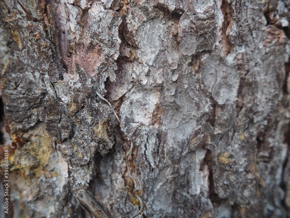 Bark winter gray background perfect forest Bark winter gray background perfect forest