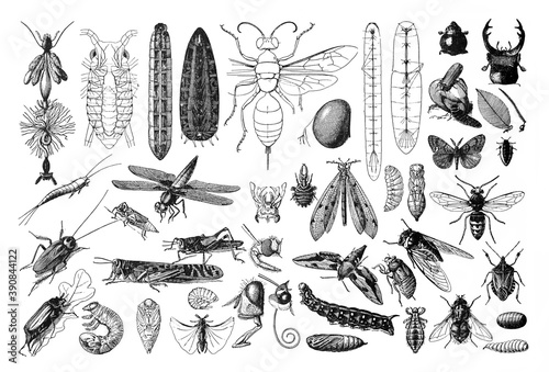 Vintage collection of different insects hand drawn / Antique engraved illustration from from La Rousse XX Sciele  © Basicmoments