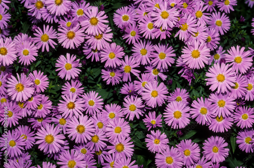 Aster, Aster novae angliae Aster, Aster novae angliae