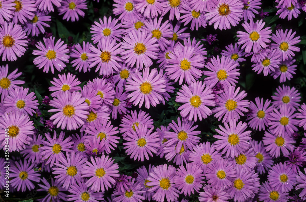 Aster, Aster novae angliae Aster, Aster novae angliae