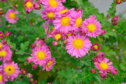 咲き乱れるピンクの小菊
