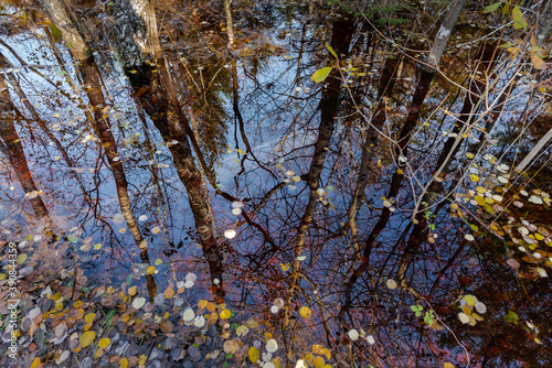 Spiegelung von Birken im Moor Im Herbst mit blauem Himmel und Wolken
