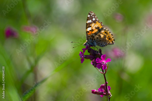 butterfly sits on a red wildflower