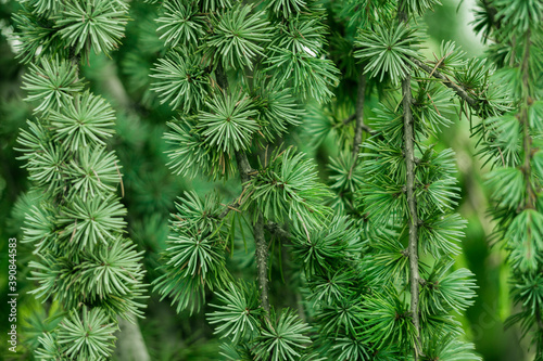 young green spruce branch background screen saver