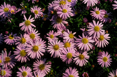 Aster, Aster novi belgii 'Beechwood Chalenger'