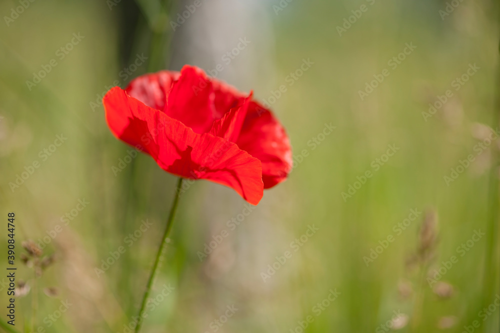 red poppy on a green background red poppy on a green background