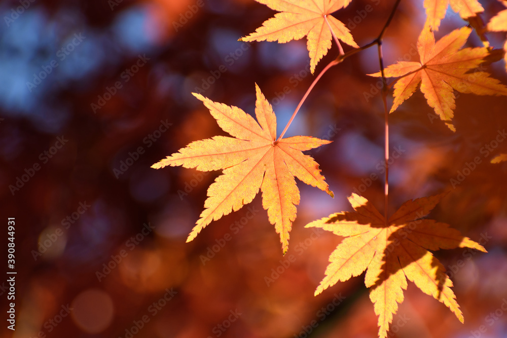Fototapeta premium 多聞院（埼玉県）の紅葉