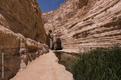 View of Ein Avdat National Park oasis spring, located at the end of a deep canyon, carved by Zin stream at the foot of Midreshet Ben Gurion in Kibbutz Sde Boker, Negev desert, Southern Israel, Israel.