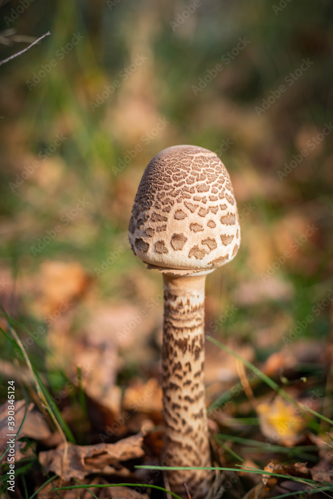 wild mushrooms in sunny autumn forest wild mushrooms in sunny autumn forest