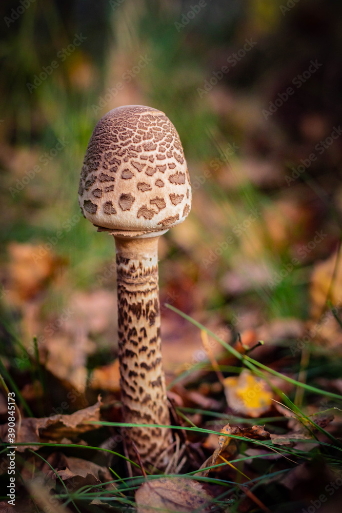 wild mushrooms in sunny autumn forest wild mushrooms in sunny autumn forest