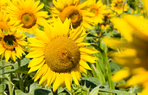 sunflowers in summer