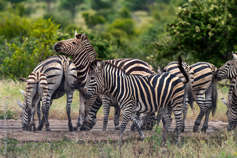 Zèbre de Burchell,.Equus quagga burchelli, Parc national Kruger, Afrique du Sud Zèbre de Burchell,.Equus quagga burchelli, Parc national Kruger, Afrique du Sud
