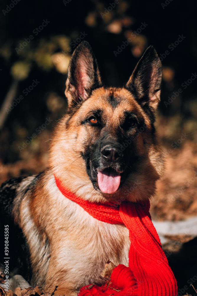 Portrait of a black and red German shepherd in a red knitted scarf. Charming thoroughbred friendly dog. Beautiful picture of the dog for the calendar. Shepherd dog on a background of Golden leaves.